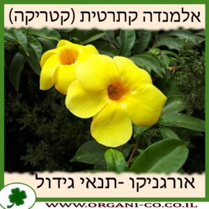 אלמנדה קתרטית (קטריקה)