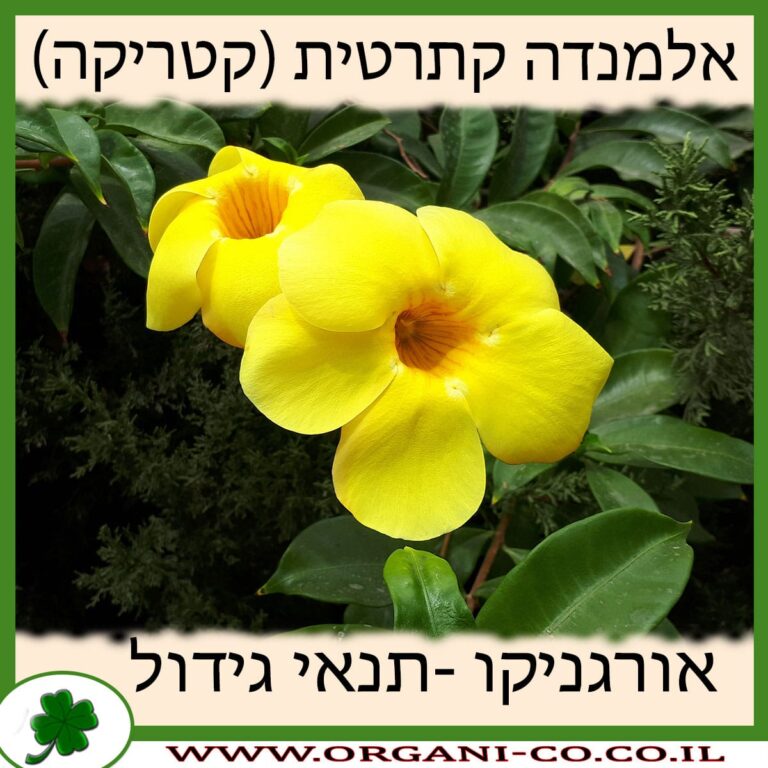 אלמנדה קתרטית (קטריקה) אלמנדה קתרטית (קטריקה)