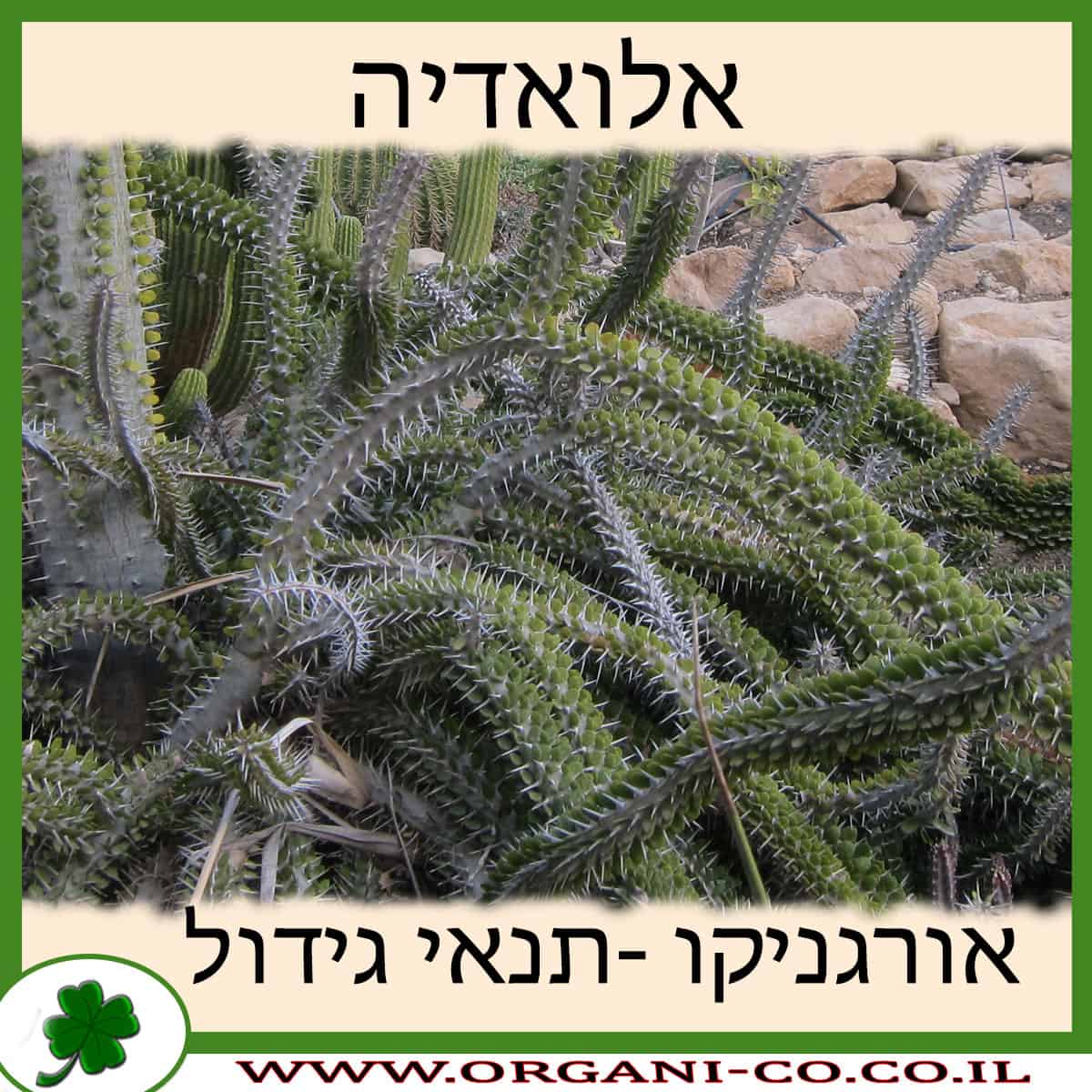 אלואדיה