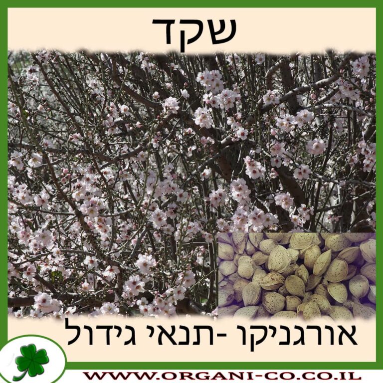 שקד שקד גידול צמח