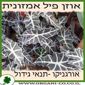 אוזן פיל אמזונית גידול צמח