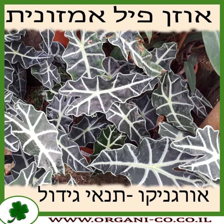 אוזן פיל אמזונית אוזן פיל אמזונית גידול צמח