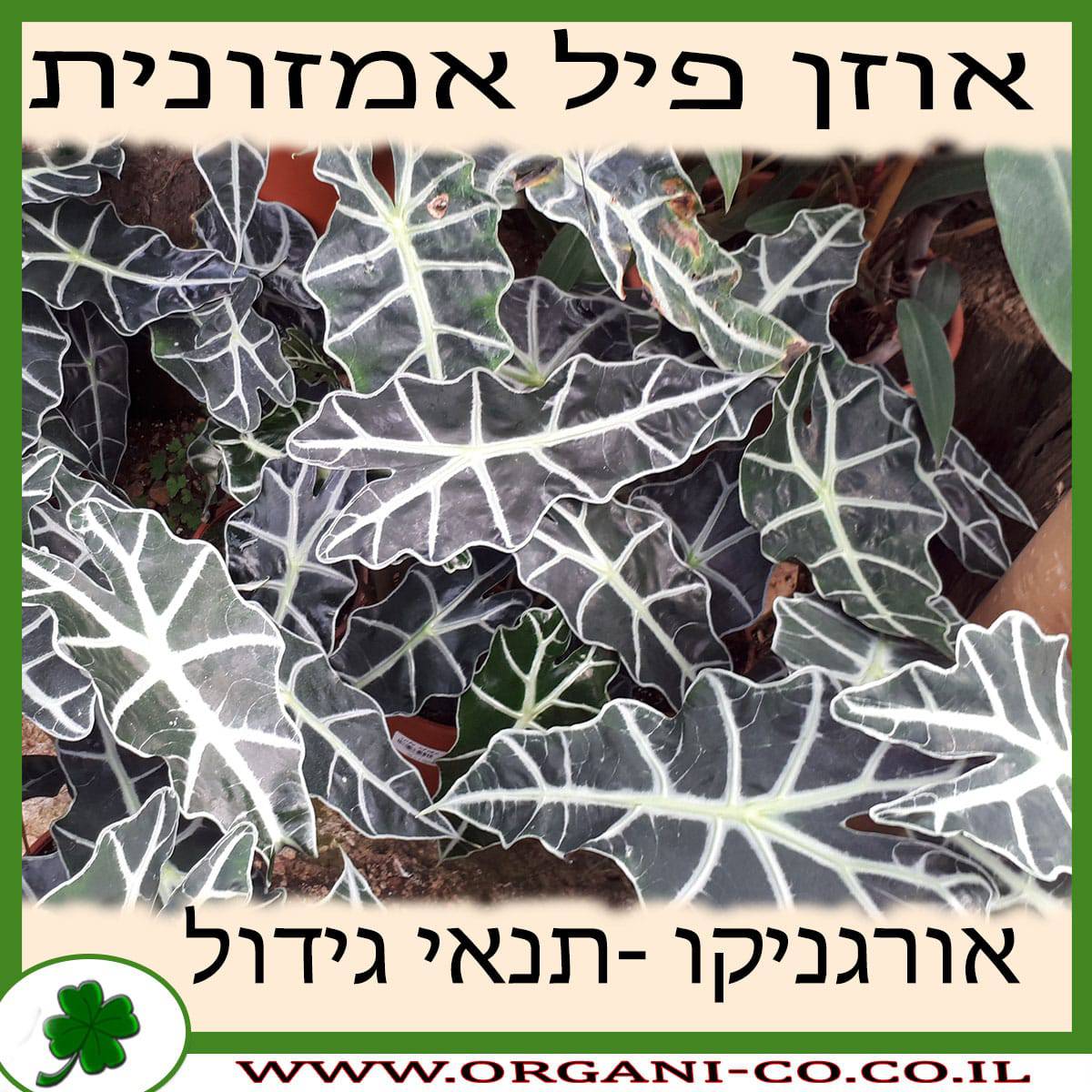 אוזן פיל אמזונית גידול צמח