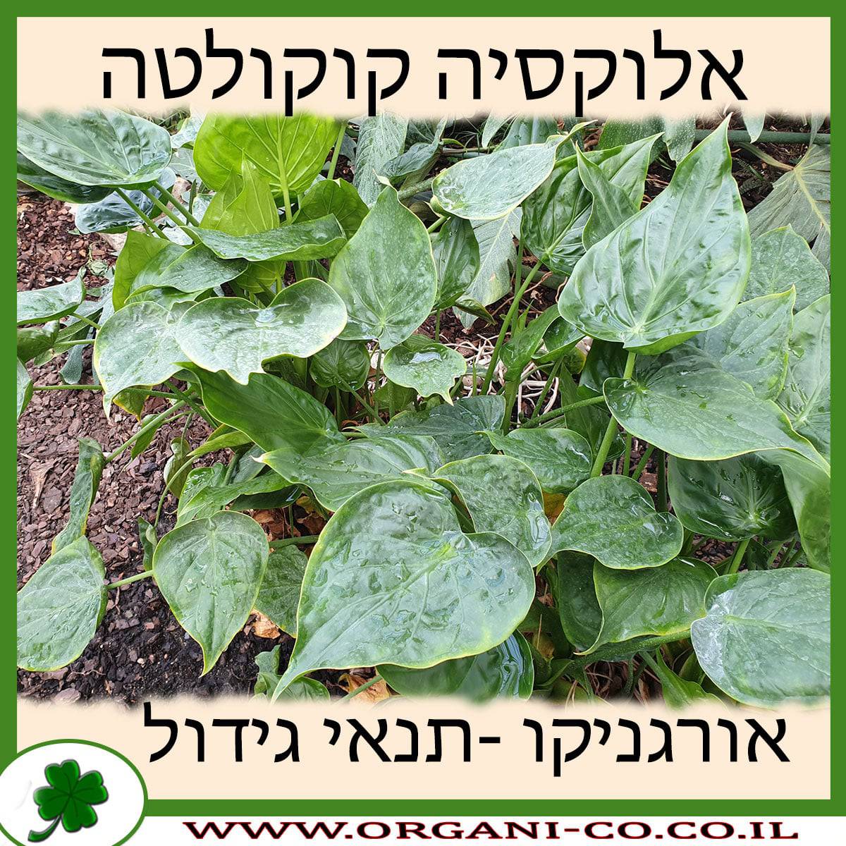 אלוקסיה קוקולטה