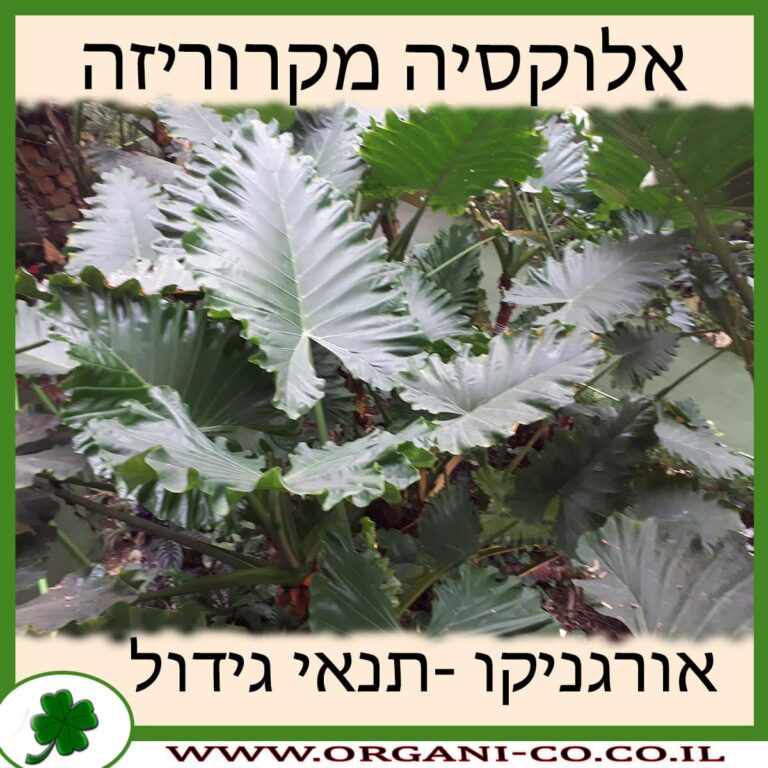 אלוקסיה מקרוריזה אלוקסיה מקרוריזה