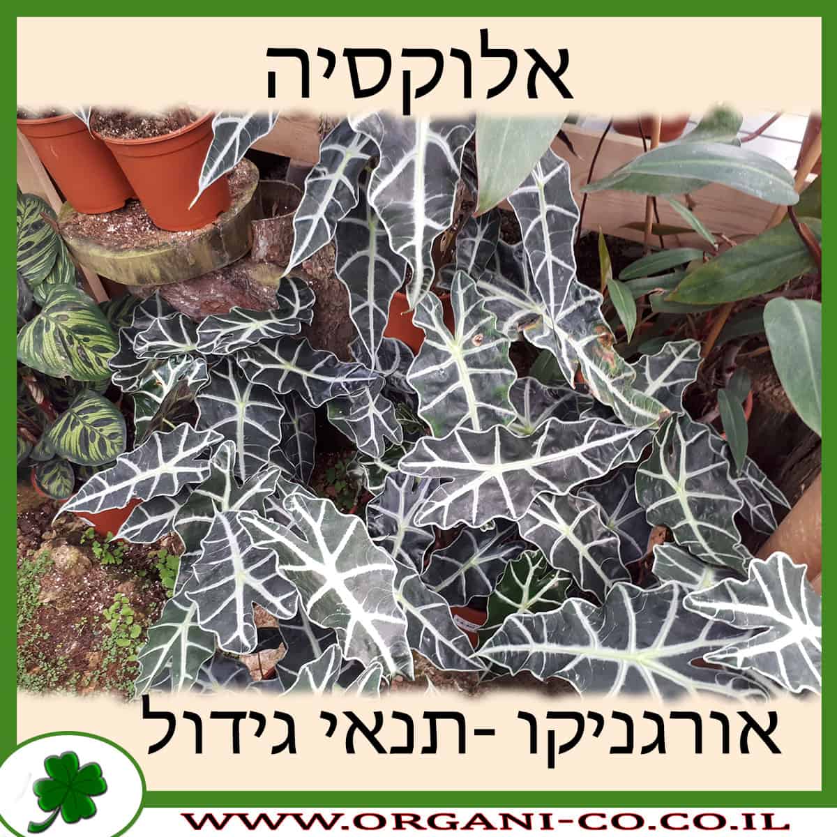 אלוקסיה