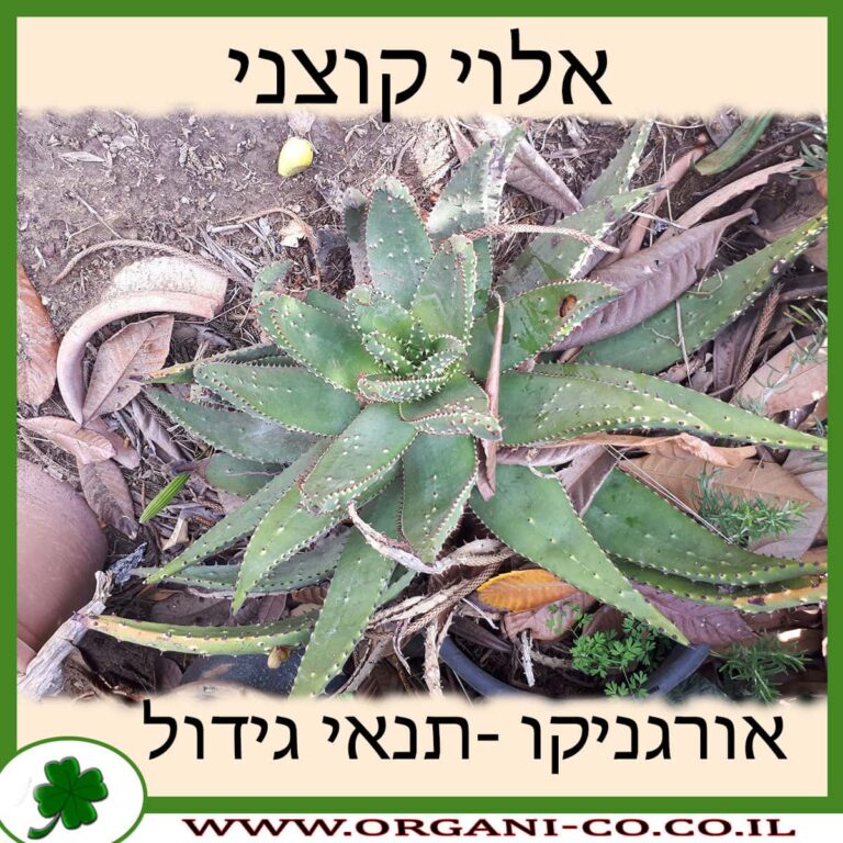 אלוי קוצני אלוי קוצני
