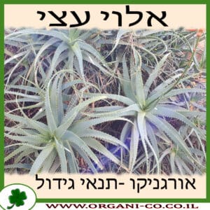 אלוי עצי גידול צמח