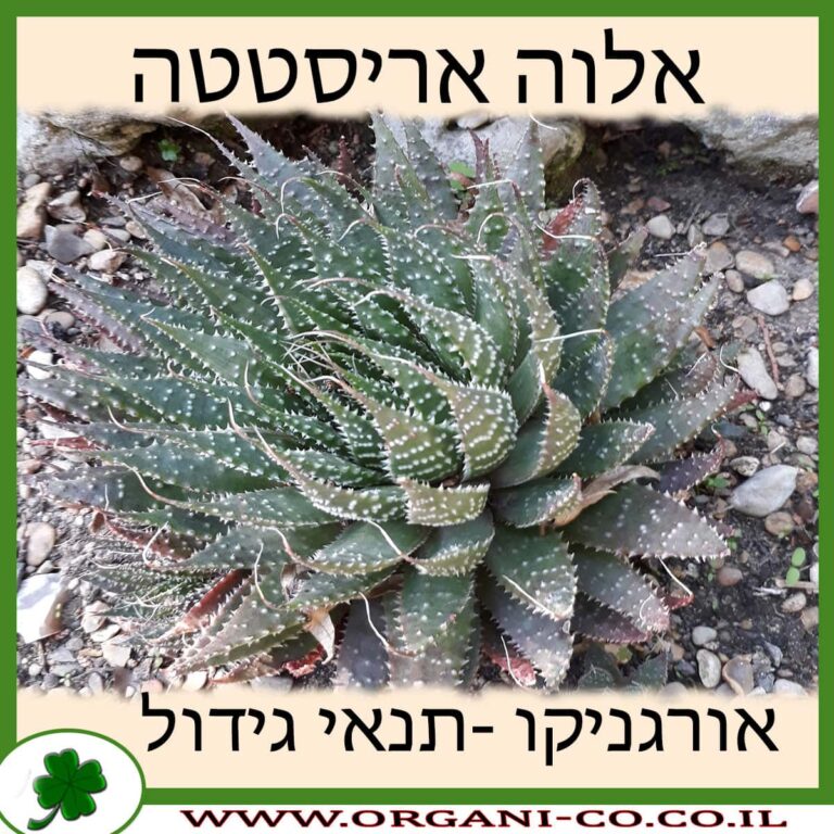 אלוה אריסטטה אלוה אריסטטה