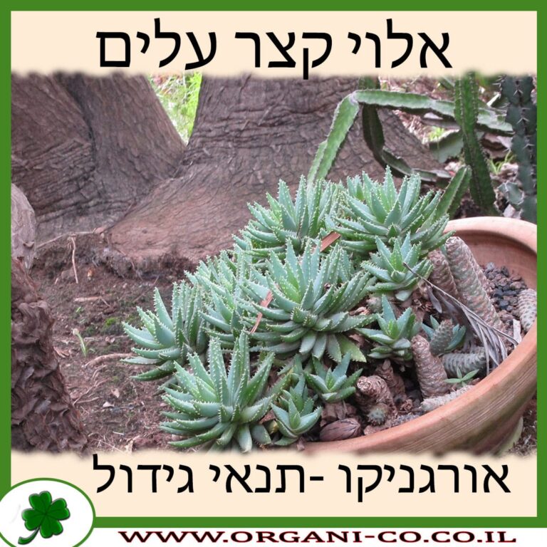 אלוי קצר עלים אלוי קצר עלים