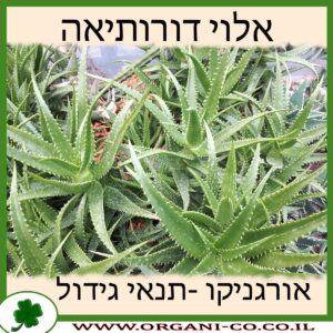 אלוי דורותיאה