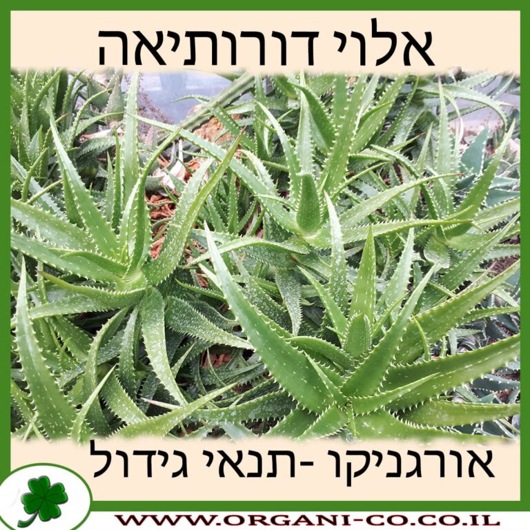 אלוי דורותיאה אלוי דורותיאה