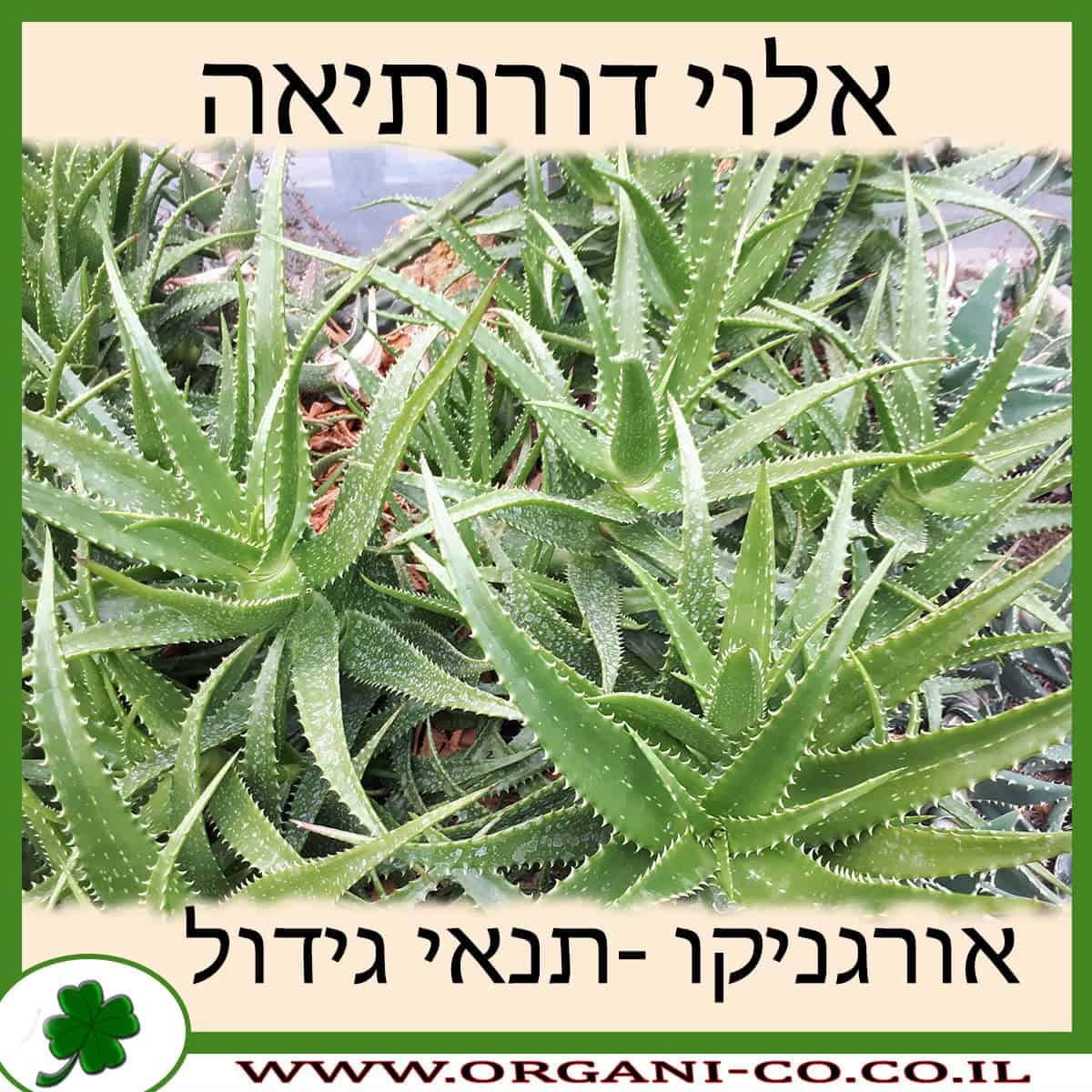 אלוי דורותיאה