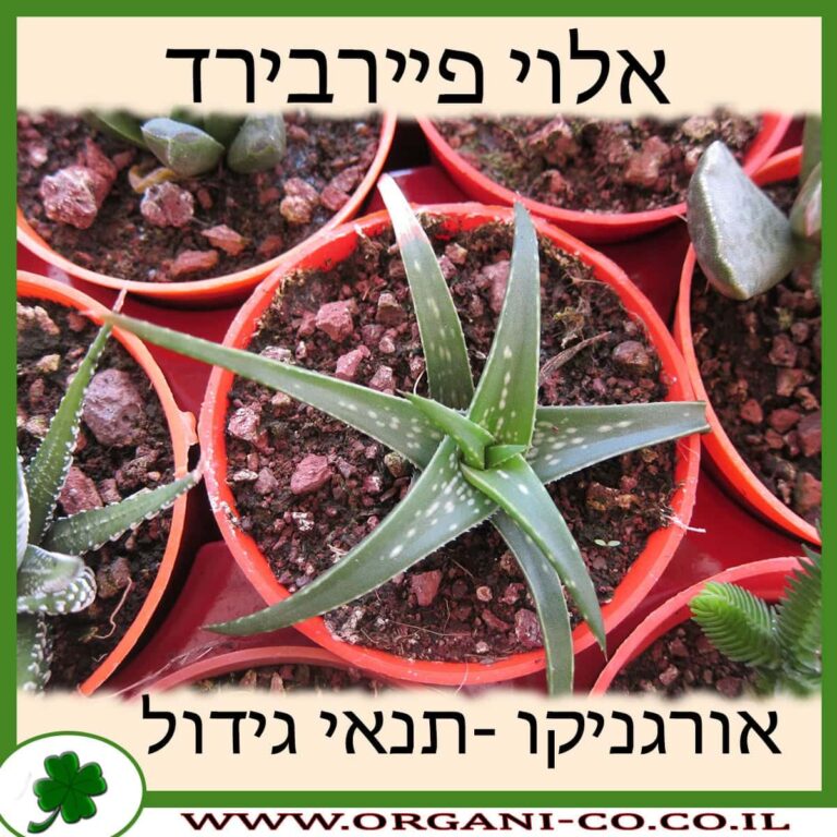 אלוי פיירבירד אלוי פיירבירד