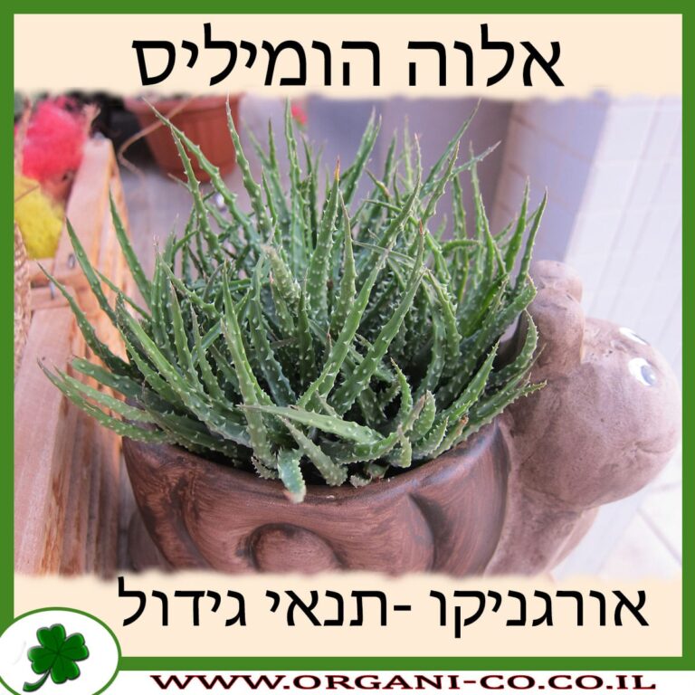 אלוה הומיליס אלוה הומיליס
