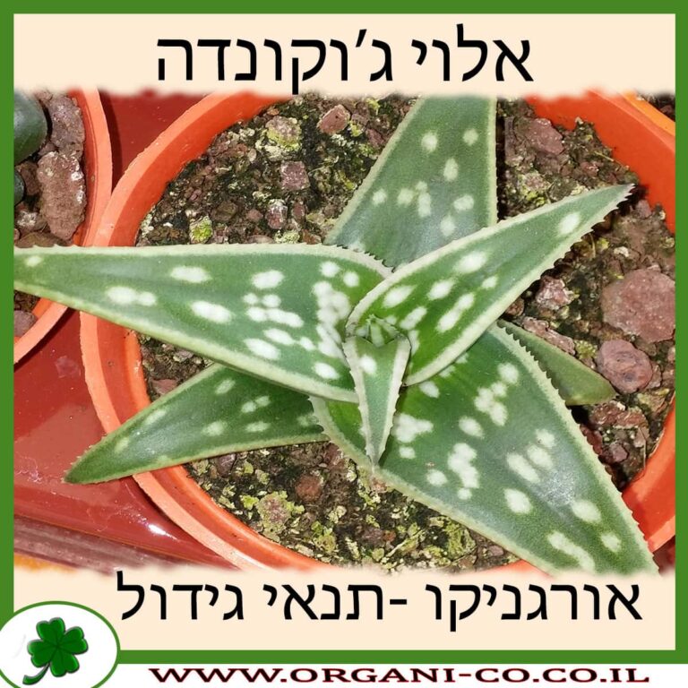 אלוי ג’וקונדה אלוי ג’וקונדה