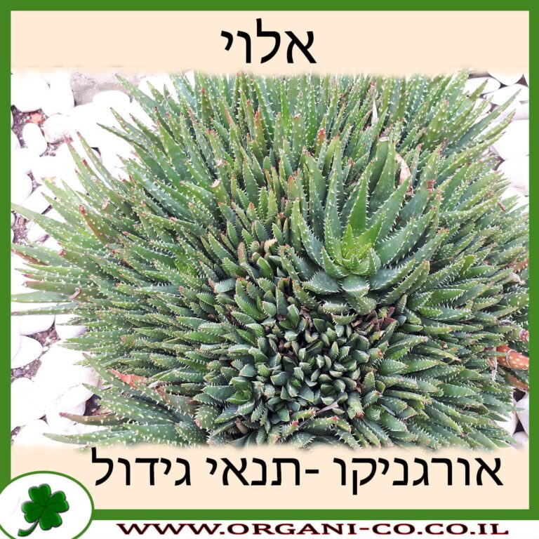 אלוי אלוי