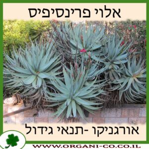 אלוי פרינסיפיס
