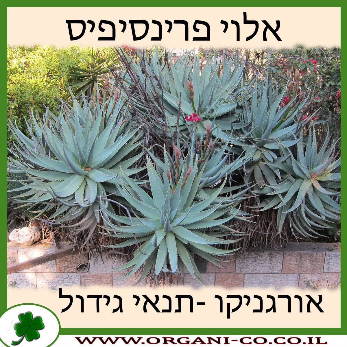 אלוי פרינסיפיס