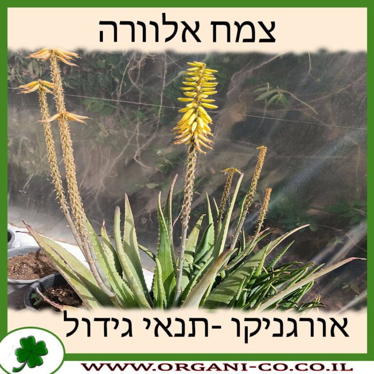אלוורה צמח אלוורה