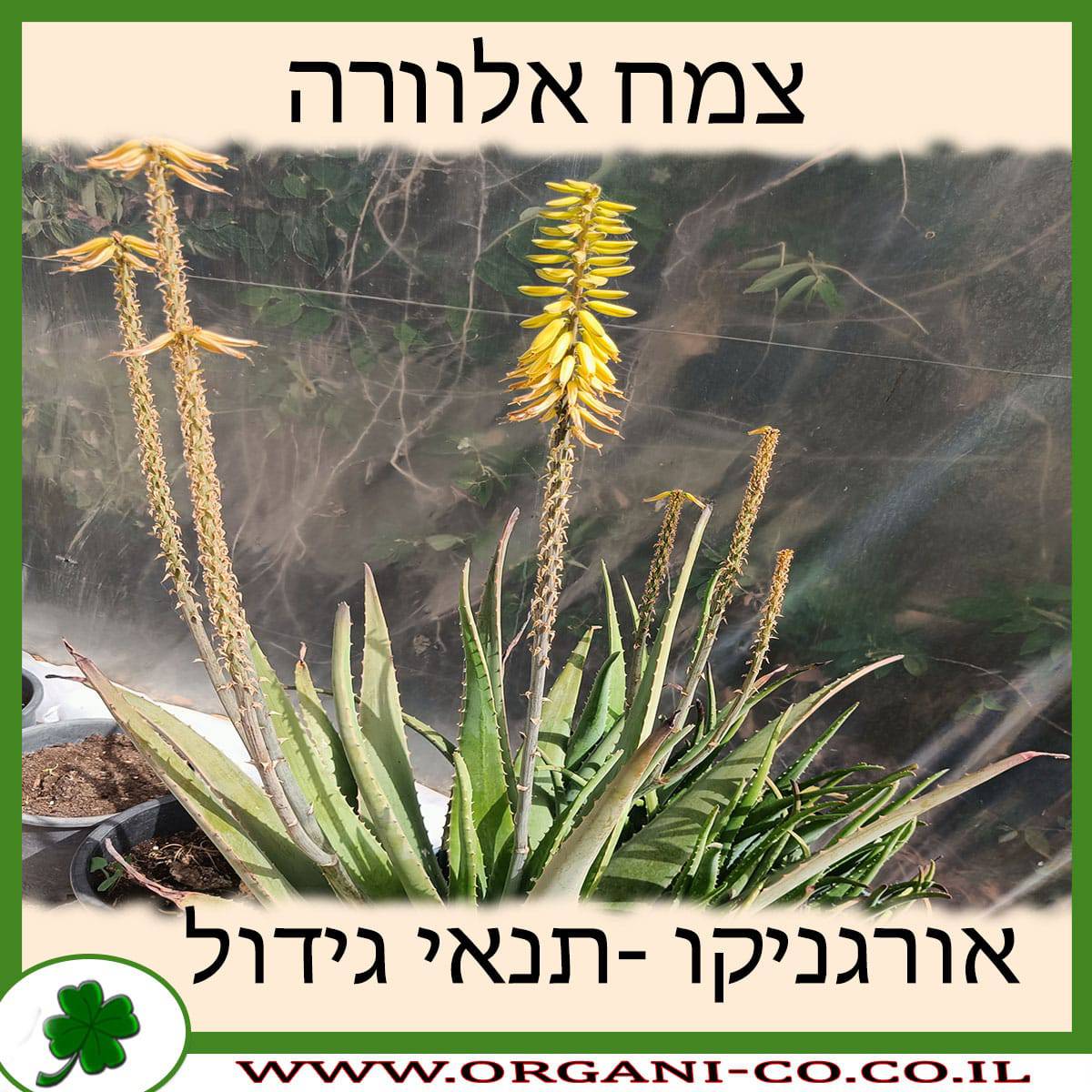 צמח אלוורה