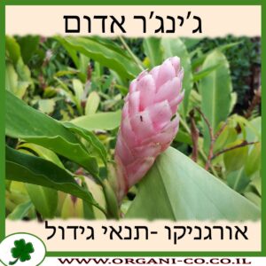 ג’ינג’ר אדום