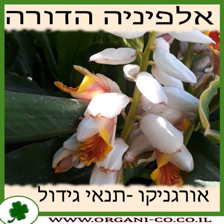 אלפיניה הדורה אלפיניה הדורה גידול צמח