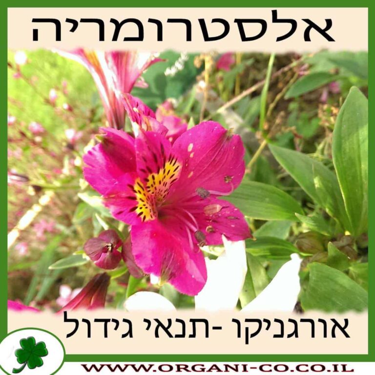 אלסטרומריה אלסטרומריה גידול צמח