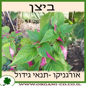 ביצן גידול צמח