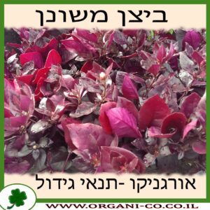 ביצן משונן גידול צמח