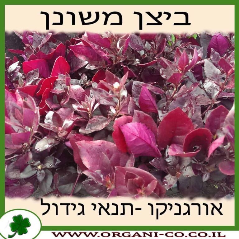 ביצן משונן ביצן משונן גידול צמח
