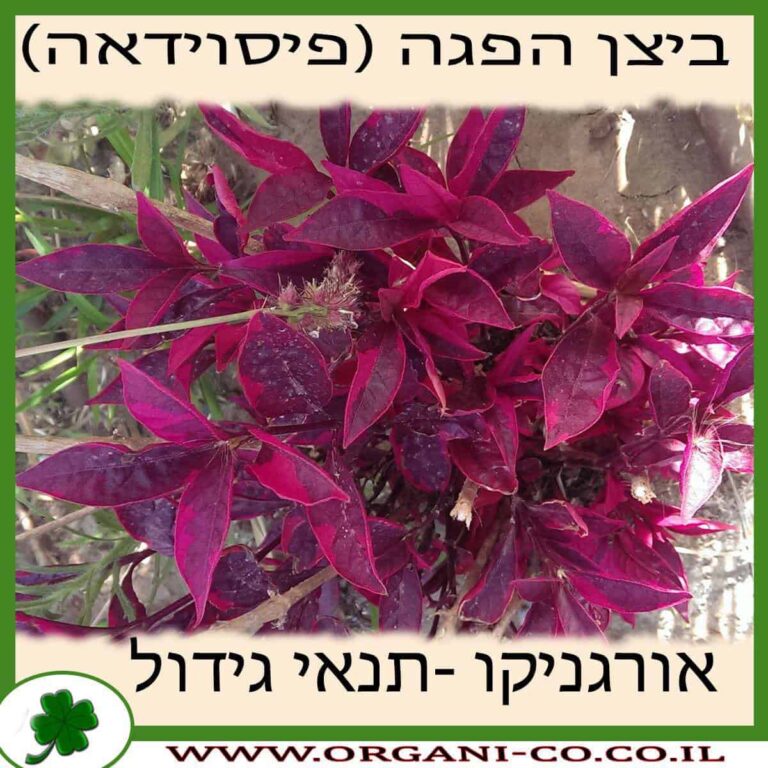 ביצן הפגה (פיסוידאה) ביצן הפגה (פיסוידאה) גידול צמח