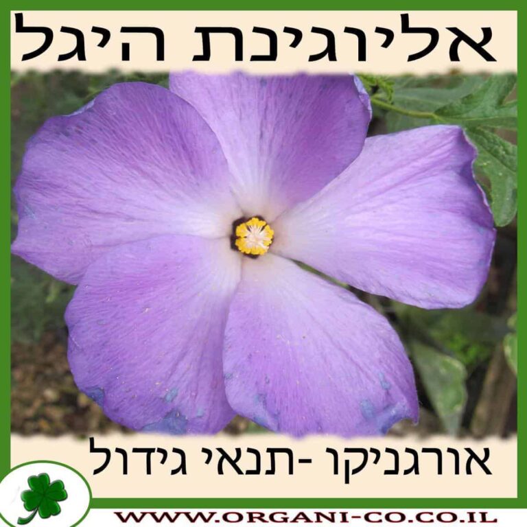 אליוגינת היגל אליוגינת היגל גידול צמח