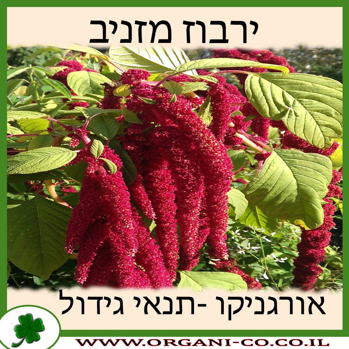 ירבוז מזניב