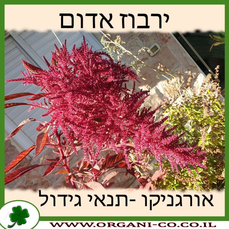 ירבוז אדום