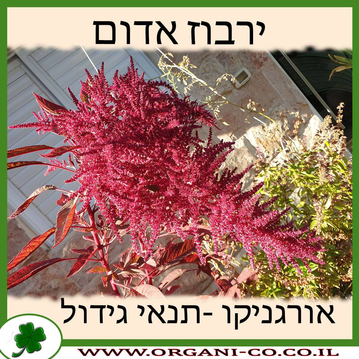 ירבוז אדום