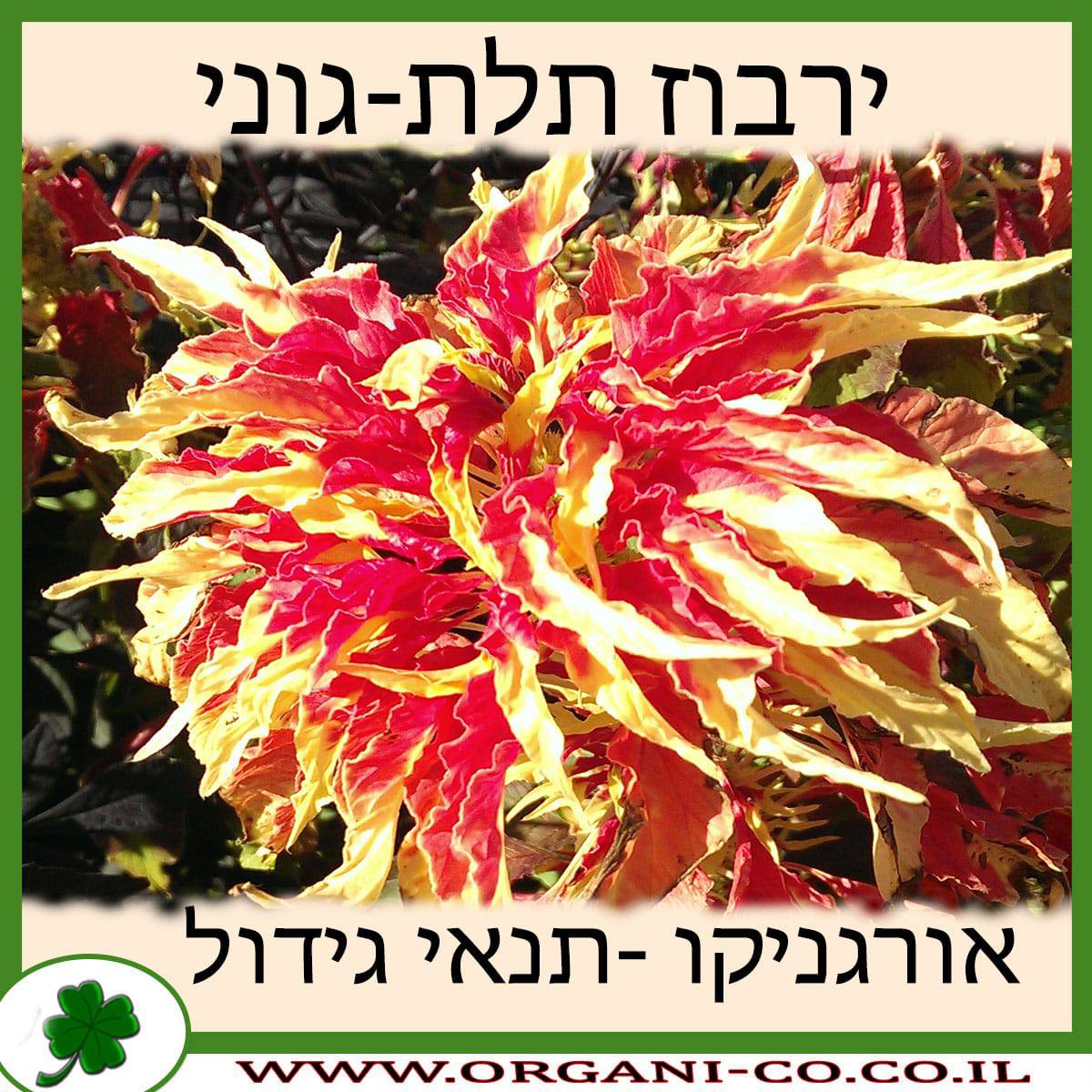 ירבוז תלת-גוני