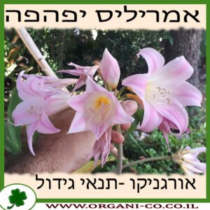 אמריליס יפהפה גידול צמח