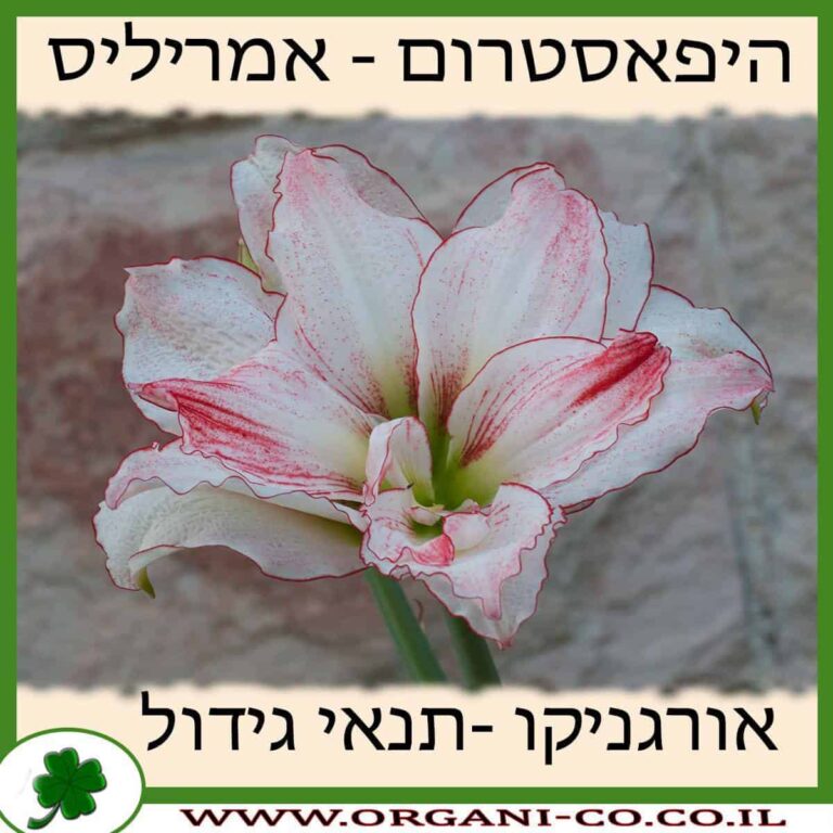 היפאסטרום (אמריליס) היפאסטרום (אמריליס) גידול צמח