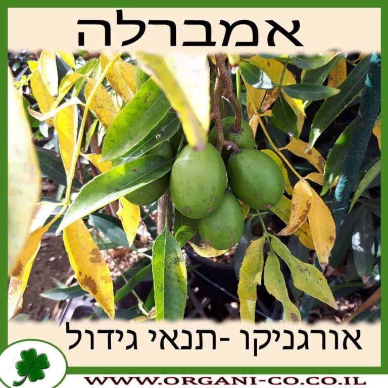 אמברלה אמברלה גידול צמח