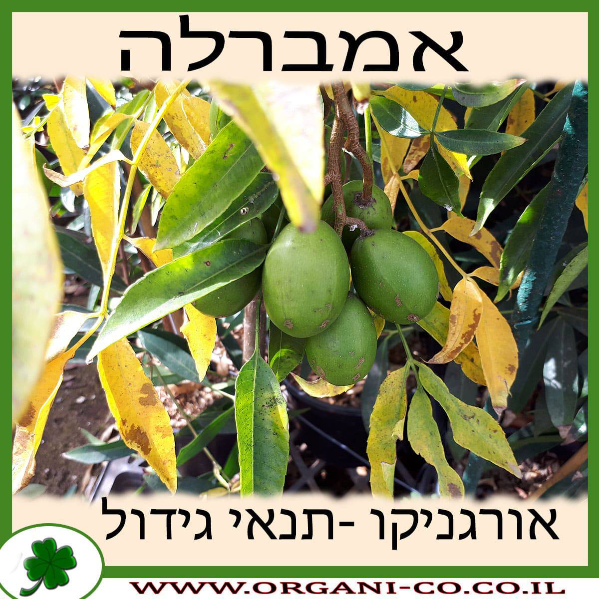 אמברלה גידול צמח