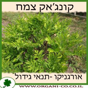 קונג’אק צמח גידול צמח