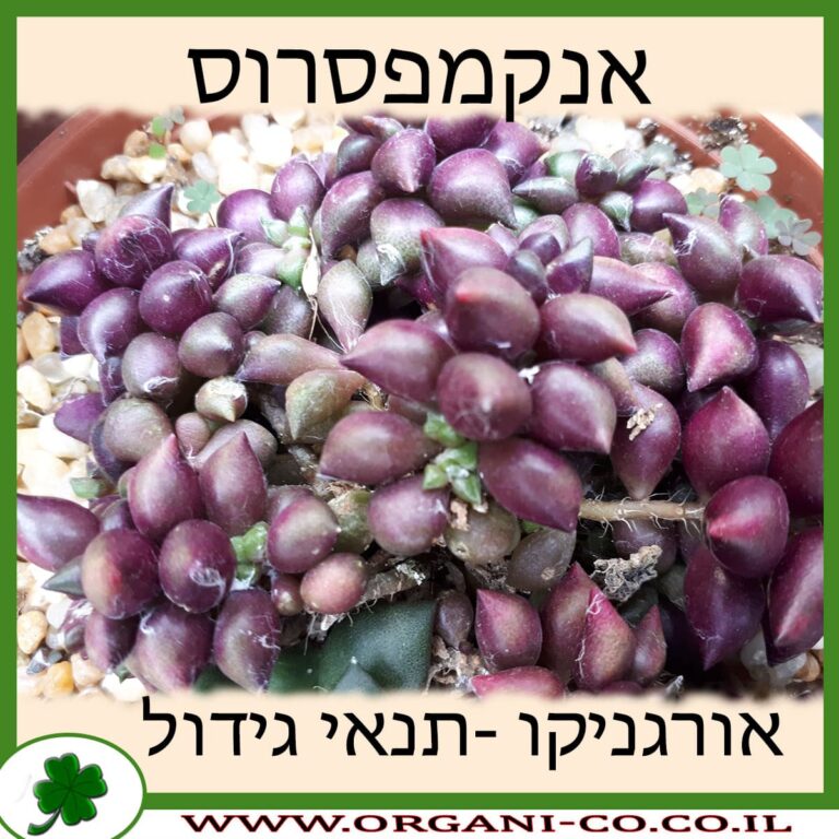 אנקמפסרוס אנקמפסרוס