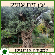 עץ זית עתיק למכירה - מחיר