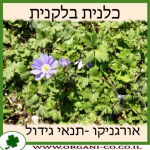 כלנית בלקנית