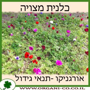 כלנית מצויה