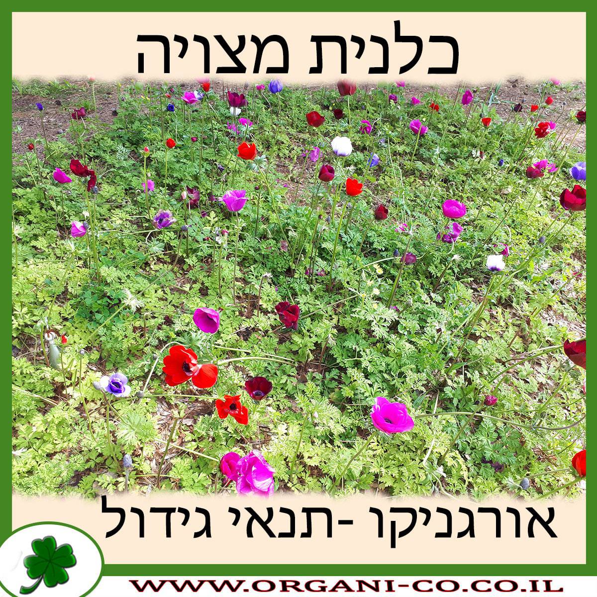 כלנית מצויה