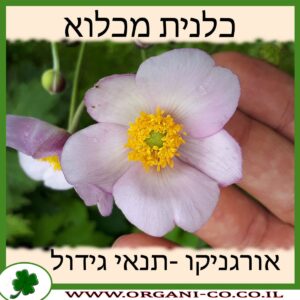 כלנית מכלוא