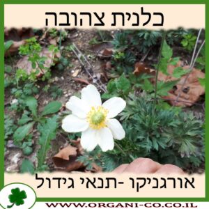 כלנית צהובה