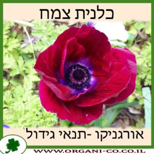 כלנית צמח